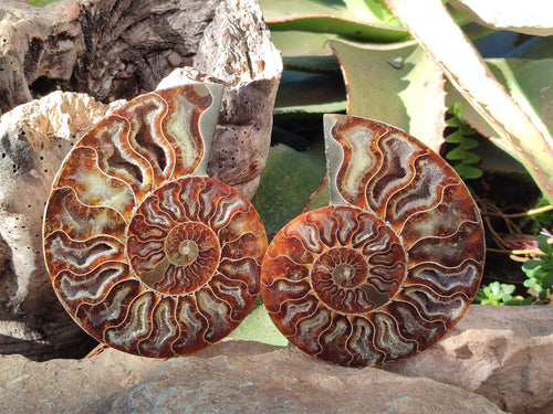 Polished Cleoniceras Ammonite Fossil Identical Pair x 1 From Tulear, Madagascar
