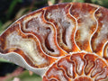 Polished Cleoniceras Ammonite Fossil Identical Pair x 1 From Tulear, Madagascar