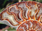 Polished Cleoniceras Ammonite Fossil Identical Pair x 1 From Tulear, Madagascar