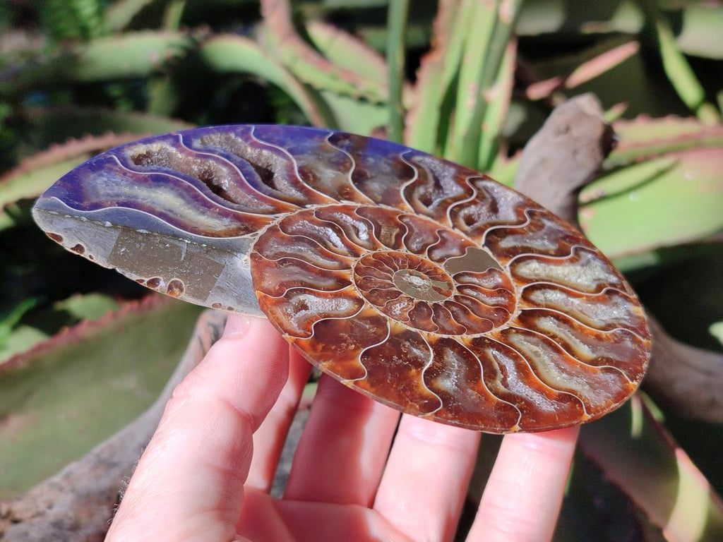Polished Cleoniceras Ammonite Fossil Identical Pair x 1 From Tulear, Madagascar