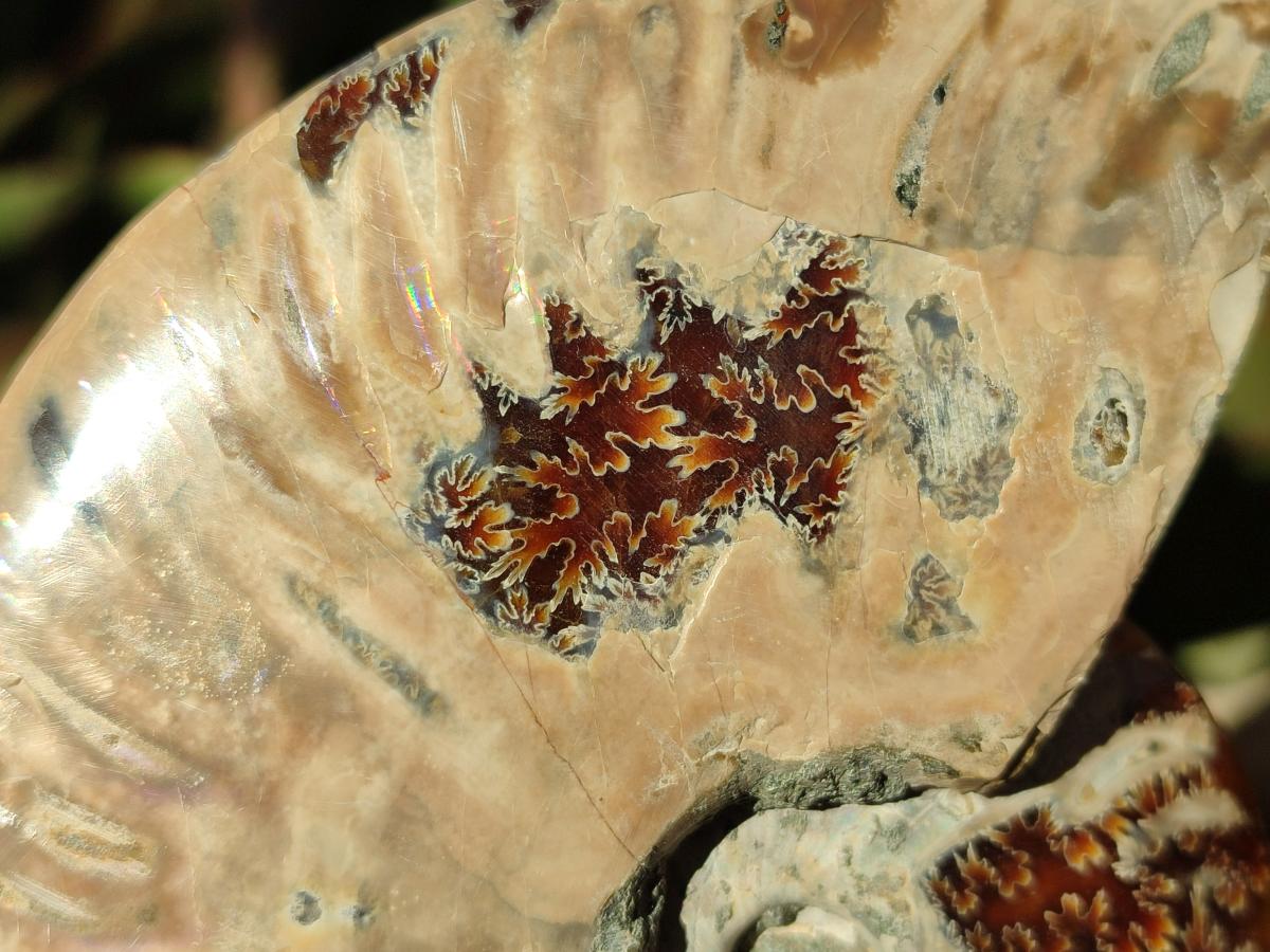 Polished Cleoniceras Ammonite Fossil Identical Pair x 1 From Tulear, Madagascar