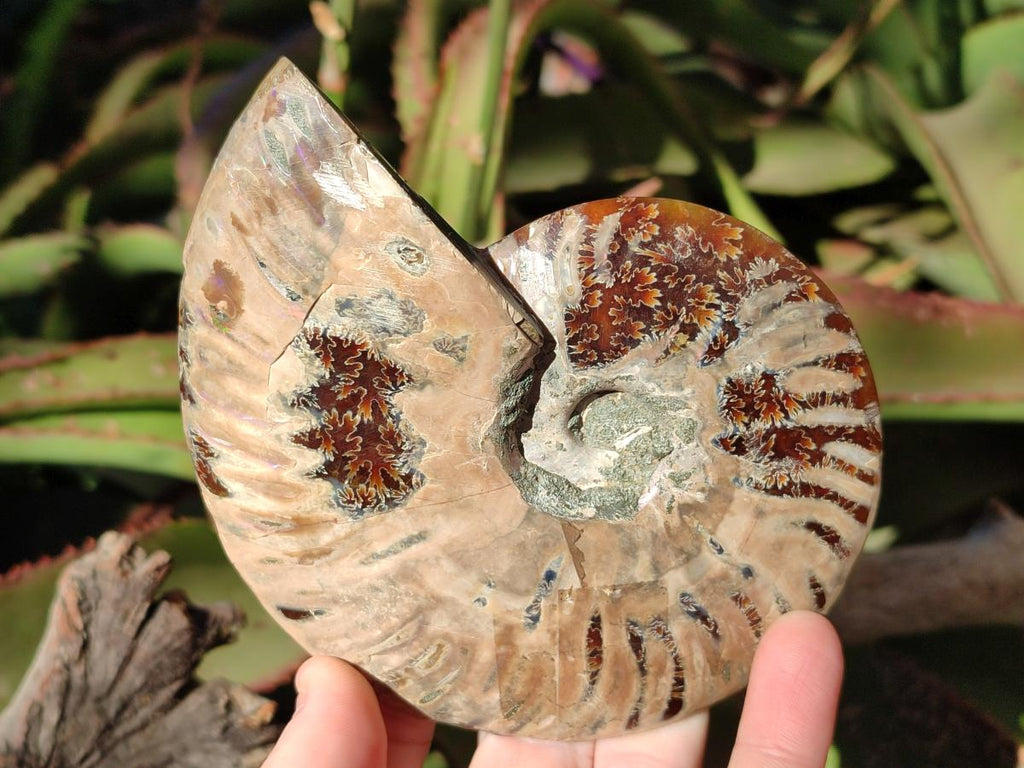 Polished Cleoniceras Ammonite Fossil Identical Pair x 1 From Tulear, Madagascar