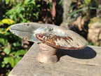 Polished Cleoniceras Ammonite Fossil Identical Pair x 1 From Tulear, Madagascar