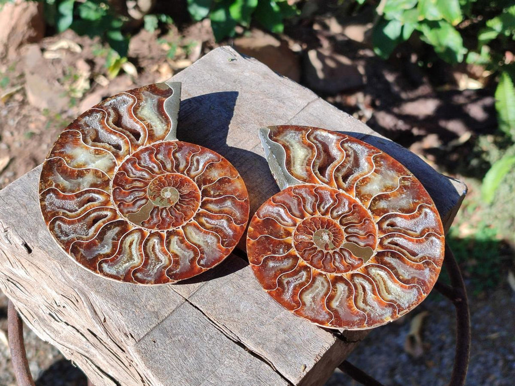 Polished Cleoniceras Ammonite Fossil Identical Pair x 1 From Tulear, Madagascar
