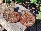 Polished Cleoniceras Ammonite Fossil Identical Pair x 1 From Tulear, Madagascar