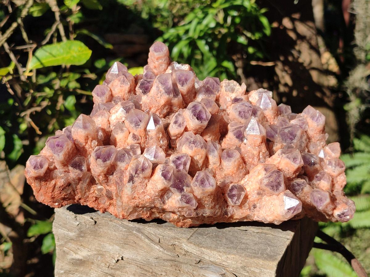 Natural Large Sugar Amethyst Quartz Crystal Cluster x 1 From Solwezi, Zambia