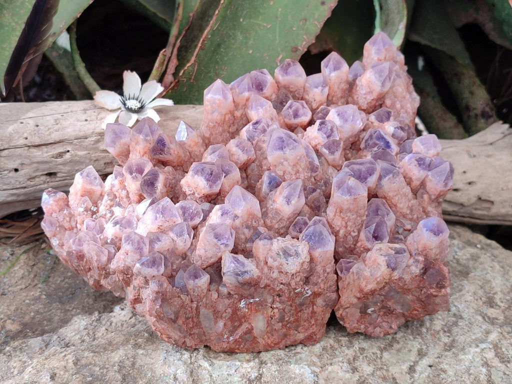 Natural Large Sugar Amethyst Quartz Crystal Cluster x 1 From Solwezi, Zambia