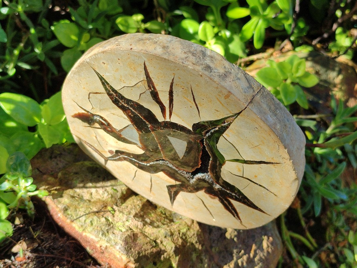 Polished Septerye Fossil Slice x 1 From Mahajanga, Madagascar