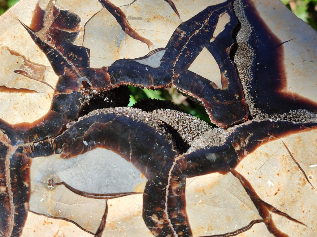 Polished Septerye Fossil Slice x 1 From Mahajanga, Madagascar