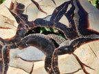 Polished Septerye Fossil Slice x 1 From Mahajanga, Madagascar