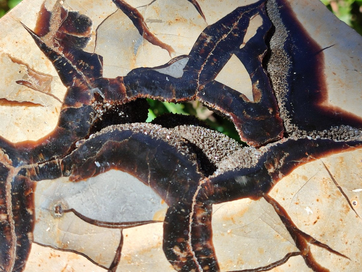 Polished Septerye Fossil Slice x 1 From Mahajanga, Madagascar