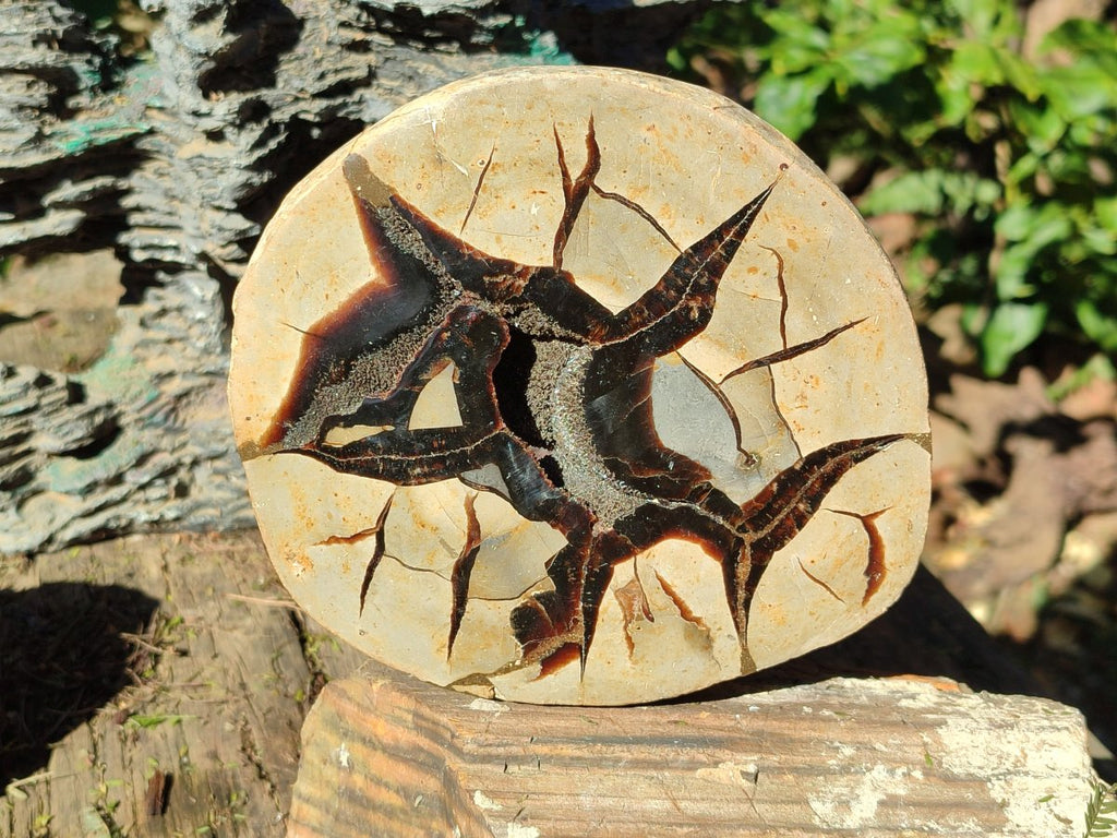 Polished Septerye Fossil Slice x 1 From Mahajanga, Madagascar