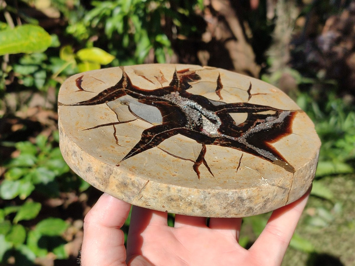 Polished Septerye Fossil Slice x 1 From Mahajanga, Madagascar