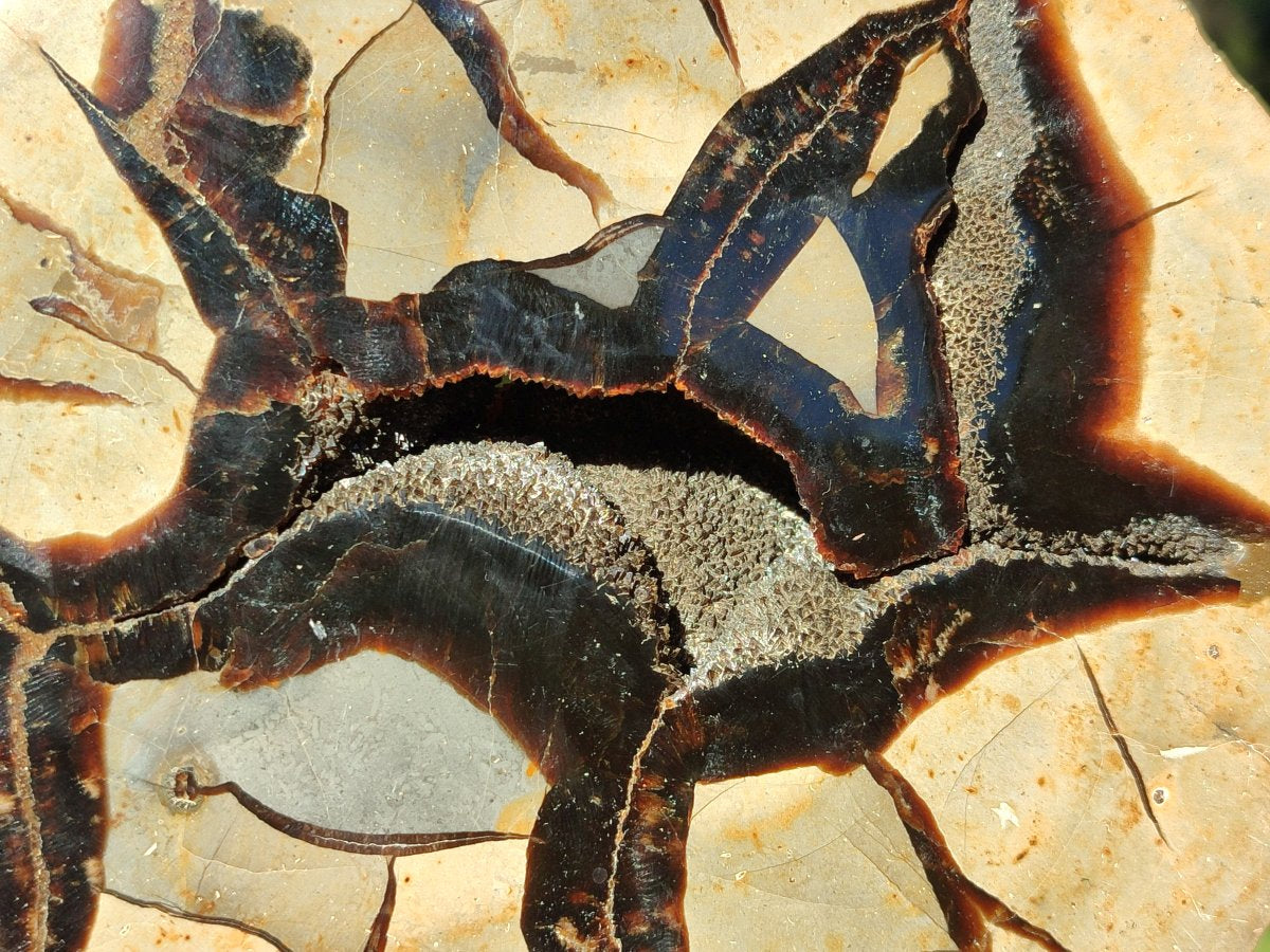 Polished Septerye Fossil Slice x 1 From Mahajanga, Madagascar