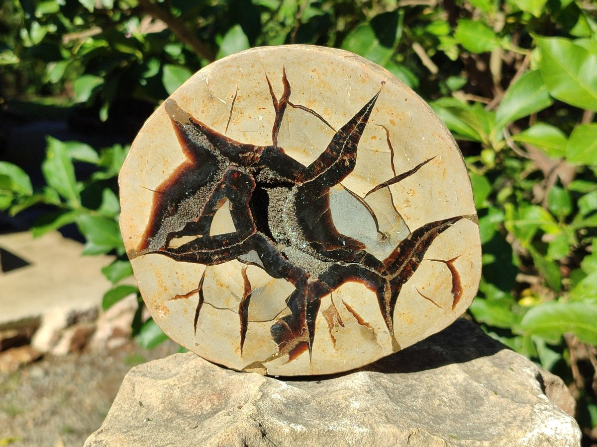 Polished Septerye Fossil Slice x 1 From Mahajanga, Madagascar