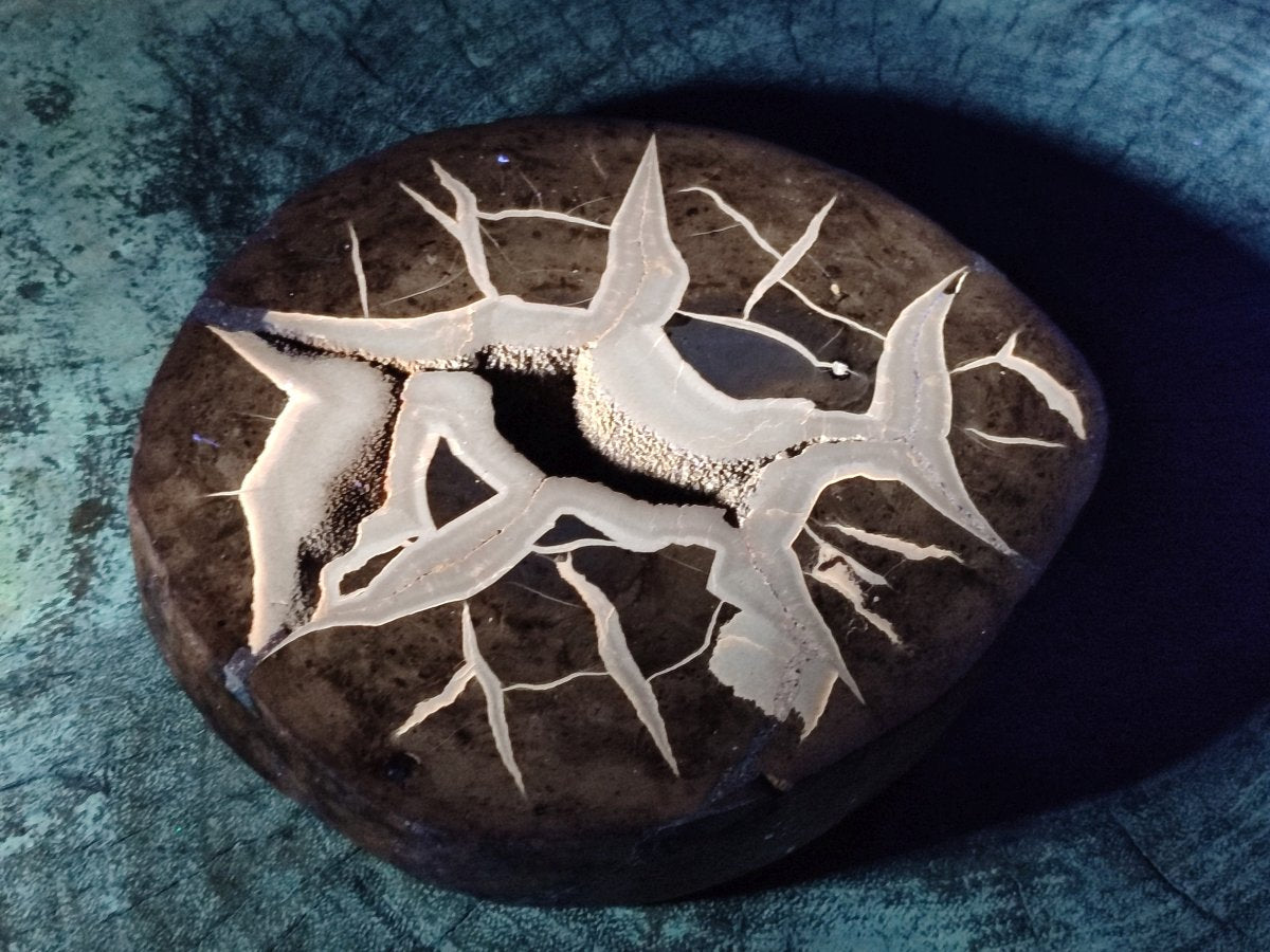 Polished Septerye Fossil Slice x 1 From Mahajanga, Madagascar