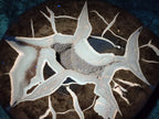 Polished Septerye Fossil Slice x 1 From Mahajanga, Madagascar