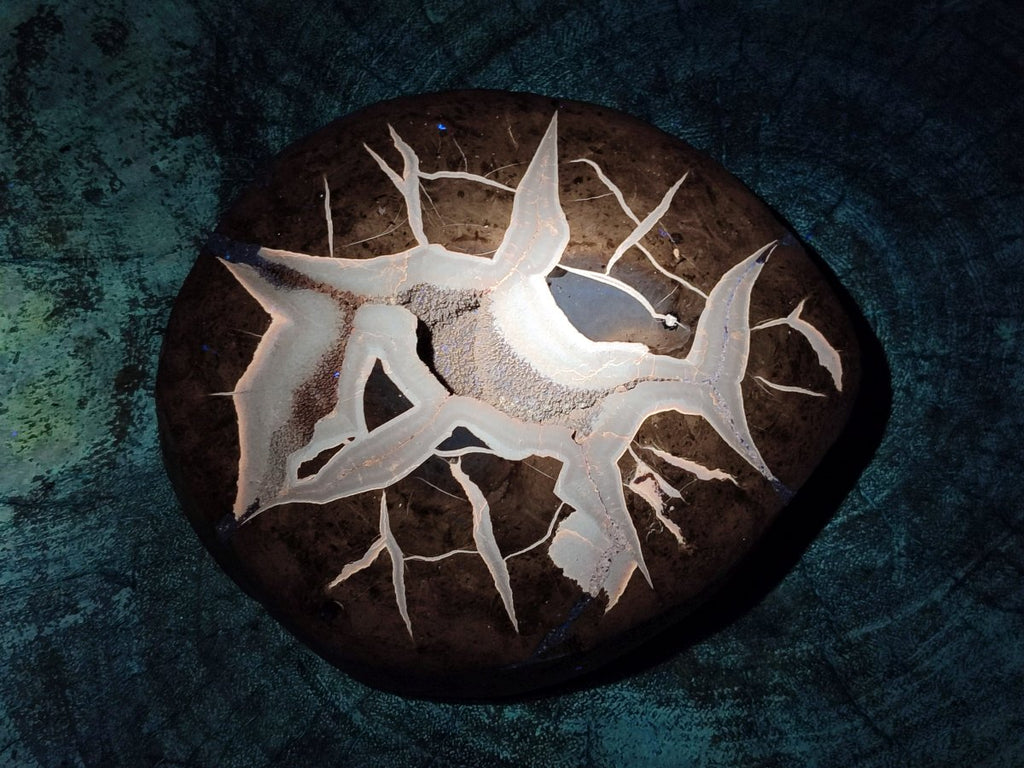 Polished Septerye Fossil Slice x 1 From Mahajanga, Madagascar