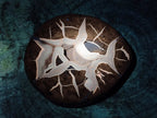 Polished Septerye Fossil Slice x 1 From Mahajanga, Madagascar
