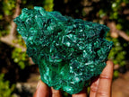 Natural Classic Silky Malachite Specimen x 1 From Kasompe, Congo