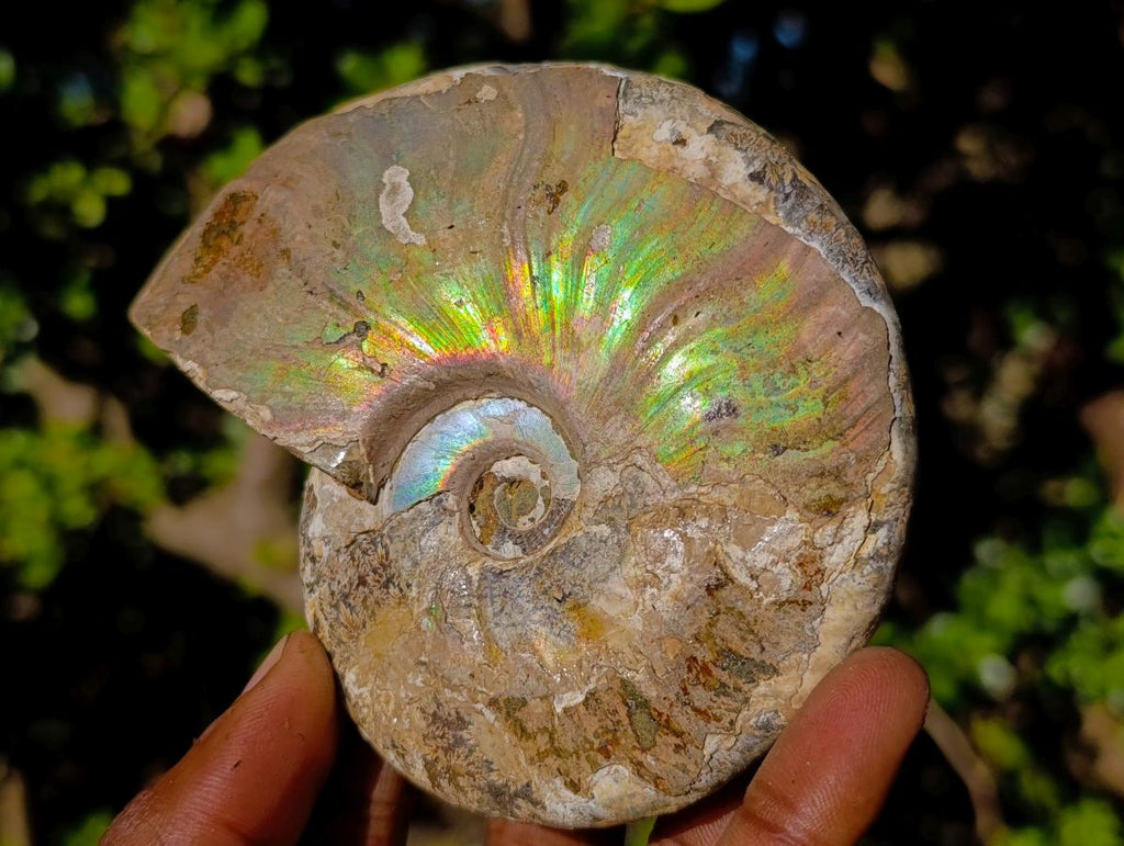 Natural Cabinet Sized Iridescent Opalized Cleoniceras Ammonite Fossil x 1 From Tulear, Madagascar