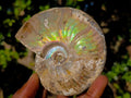 Natural Cabinet Sized Iridescent Opalized Cleoniceras Ammonite Fossil x 1 From Tulear, Madagascar