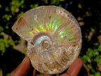 Natural Cabinet Sized Iridescent Opalized Cleoniceras Ammonite Fossil x 1 From Tulear, Madagascar