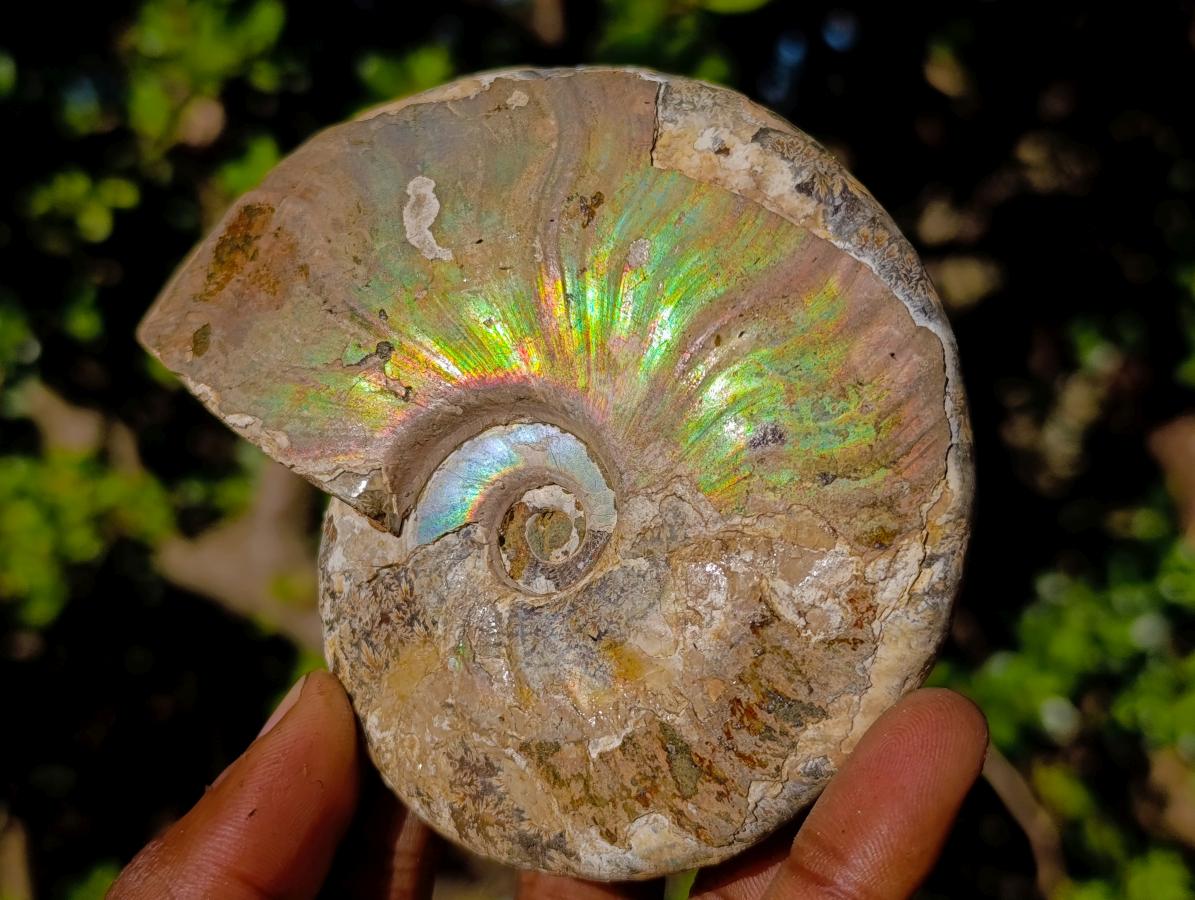 Natural Cabinet Sized Iridescent Opalized Cleoniceras Ammonite Fossil x 1 From Tulear, Madagascar