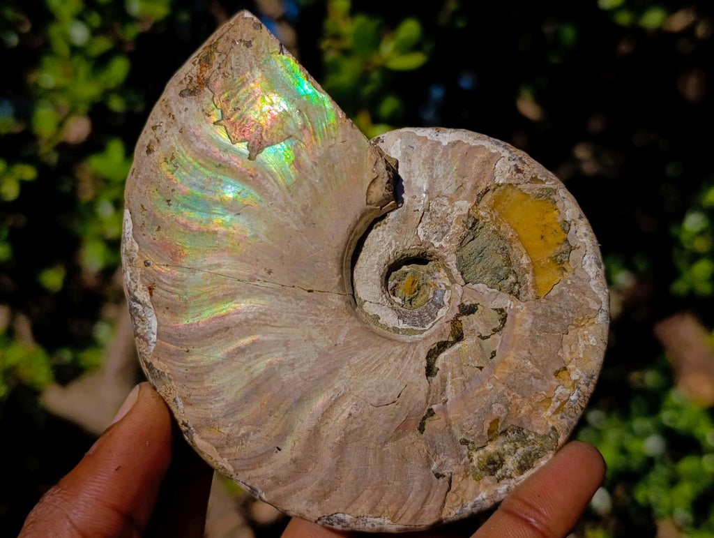 Natural Cabinet Sized Iridescent Opalized Cleoniceras Ammonite Fossil x 1 From Tulear, Madagascar