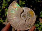Natural Cabinet Sized Iridescent Opalized Cleoniceras Ammonite Fossil x 1 From Tulear, Madagascar