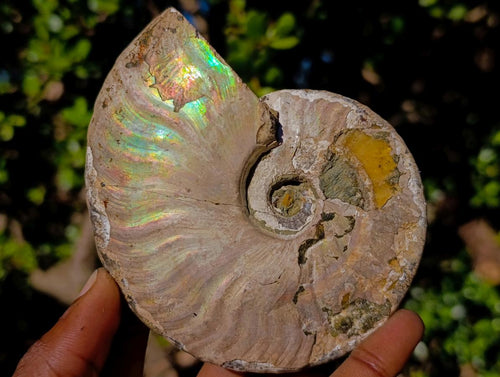 Natural Cabinet Sized Iridescent Opalized Cleoniceras Ammonite Fossil x 1 From Tulear, Madagascar