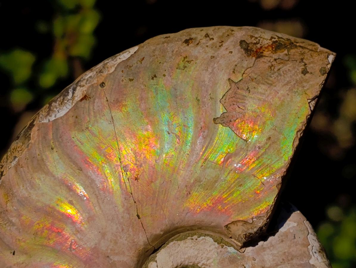 Natural Cabinet Sized Iridescent Opalized Cleoniceras Ammonite Fossil x 1 From Tulear, Madagascar
