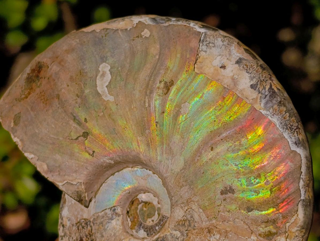 Natural Cabinet Sized Iridescent Opalized Cleoniceras Ammonite Fossil x 1 From Tulear, Madagascar