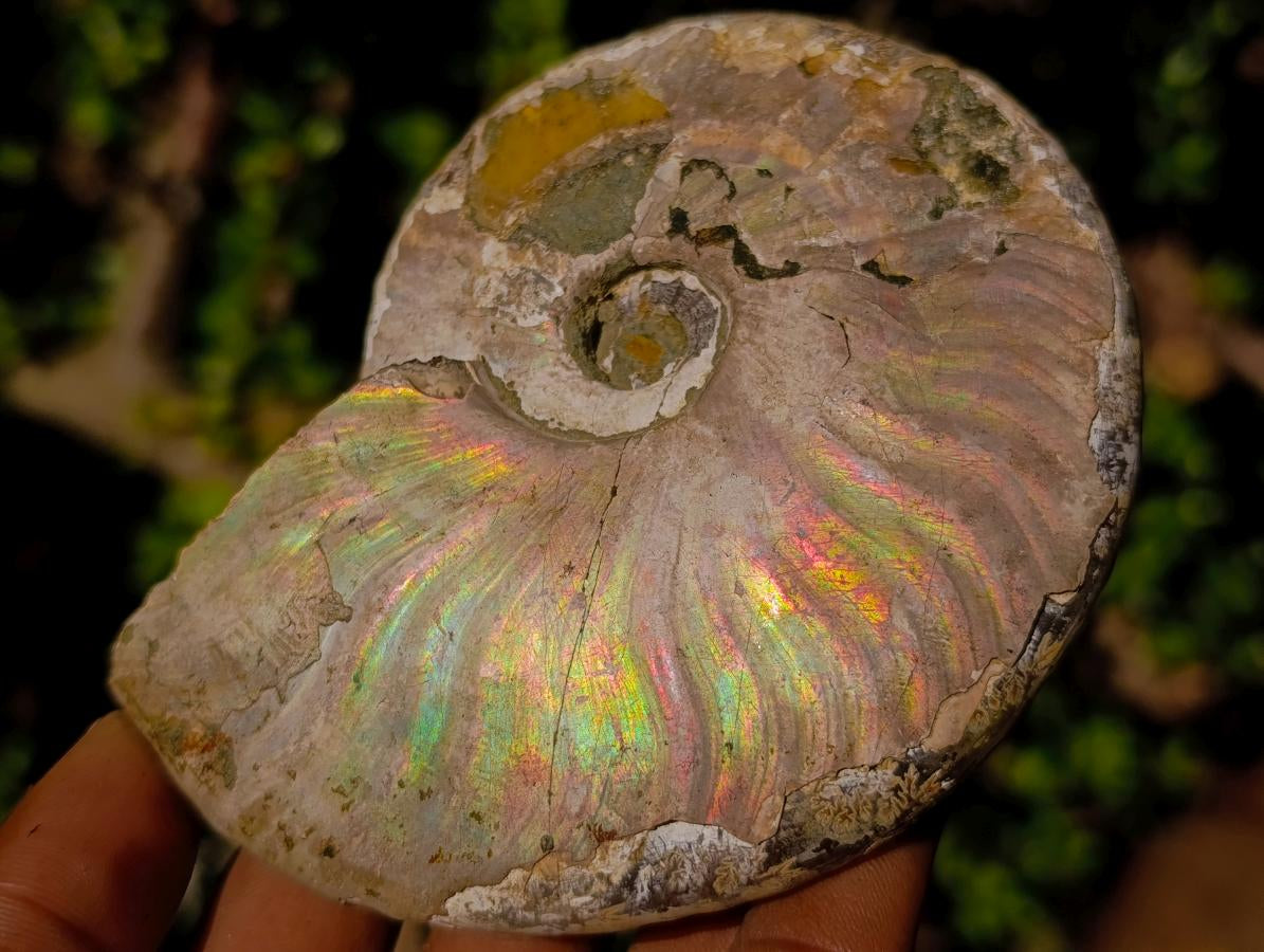 Natural Cabinet Sized Iridescent Opalized Cleoniceras Ammonite Fossil x 1 From Tulear, Madagascar