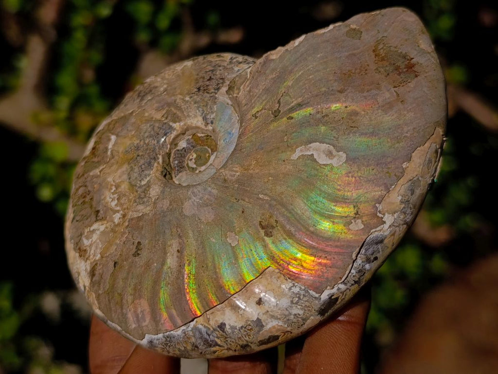 Natural Cabinet Sized Iridescent Opalized Cleoniceras Ammonite Fossil x 1 From Tulear, Madagascar