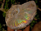 Natural Cabinet Sized Iridescent Opalized Cleoniceras Ammonite Fossil x 1 From Tulear, Madagascar