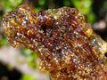 Natural Copal Amber with Insect Inclusions x 1 From Nosy Varika Madagascar