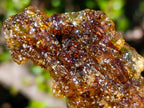 Natural Copal Amber with Insect Inclusions x 1 From Nosy Varika Madagascar