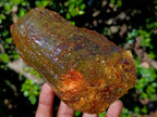 Natural Superb XL Copal Amber with Inclusions x 1 From Nosy Varika Madagascar