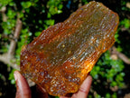 Natural Superb XL Copal Amber with Inclusions x 1 From Nosy Varika Madagascar