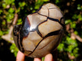 Polished Septerye Sauvage Dragons Egg x 1 From Mahajanga, Madagascar