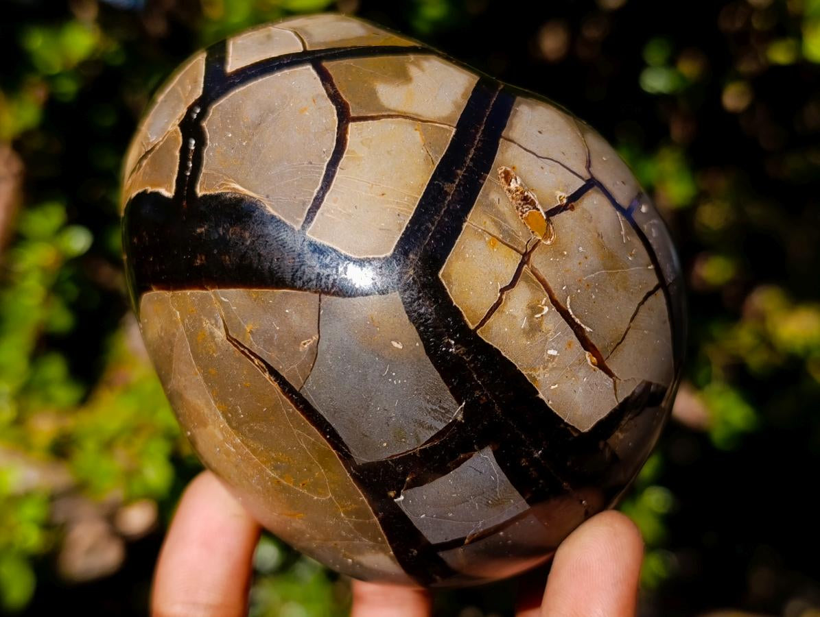 Polished Septerye Sauvage Dragons Egg x 1 From Mahajanga, Madagascar