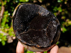 Polished Septerye Sauvage Dragons Egg x 1 From Mahajanga, Madagascar
