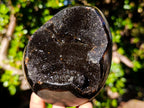 Polished Septerye Sauvage Dragons Egg x 1 From Mahajanga, Madagascar