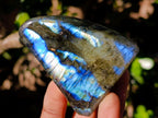 Polished Mix of African Minerals and Crystals Set of 12 x 1 From Southern Africa