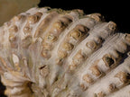 Natural XL Douvilleiceras White Spiny Ammonite x 1 From Tulear, Madagascar