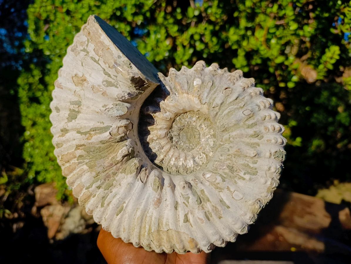 Natural XL Douvilleiceras White Spiny Ammonite x 1 From Tulear, Madagascar