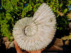 Natural XL Douvilleiceras White Spiny Ammonite x 1 From Tulear, Madagascar