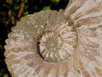 Natural XL Douvilleiceras White Spiny Ammonite x 1 From Tulear, Madagascar