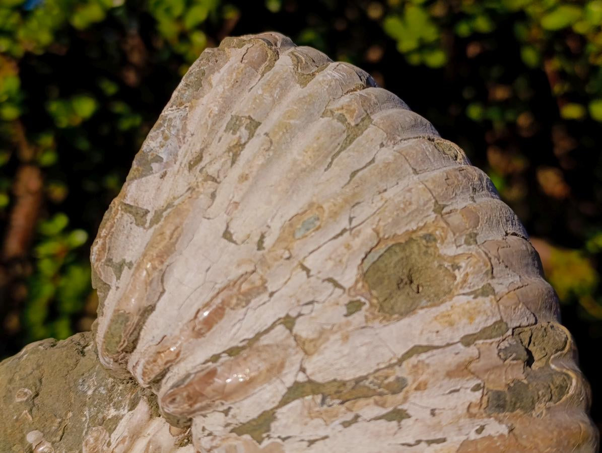 Natural XL Douvilleiceras White Spiny Ammonite x 1 From Tulear, Madagascar